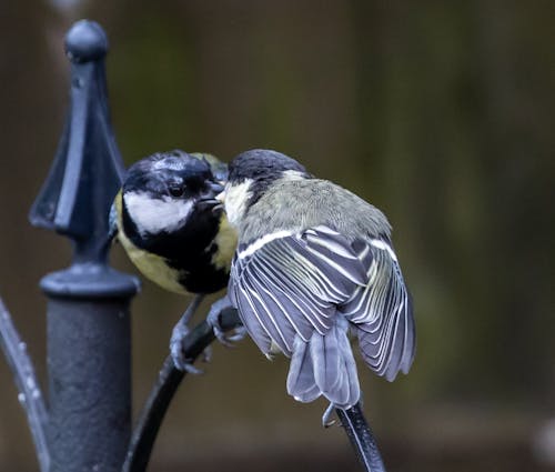 Free stock photo of bird, eat, feather