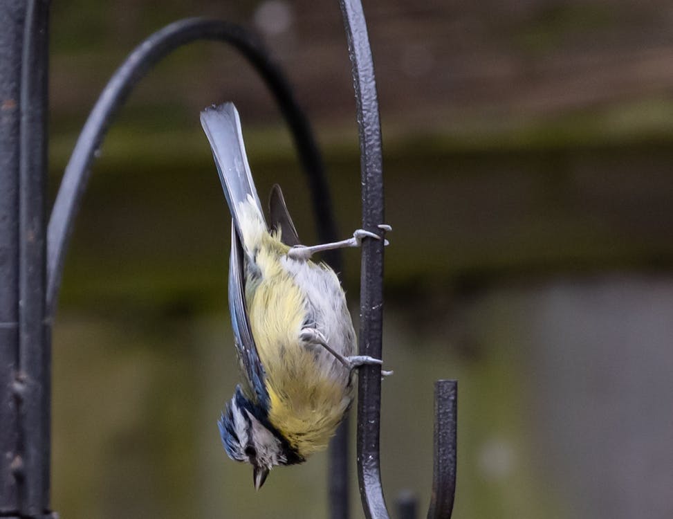 Photos gratuites de animal, branche, chercher de la nourriture