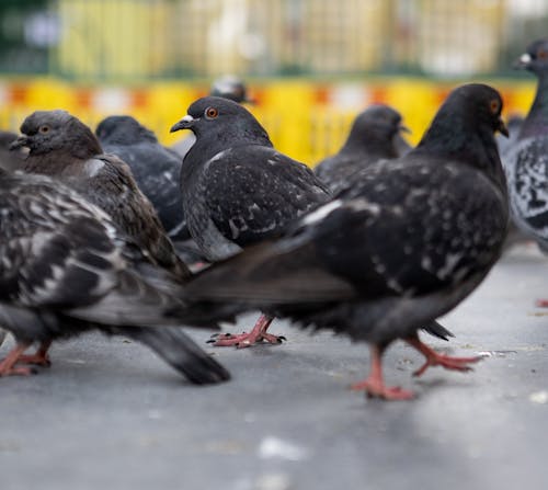 分公司, 動物, 城市鴿子 的 免費圖庫相片