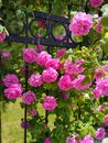 Pink Damask Roses in Full Bloom