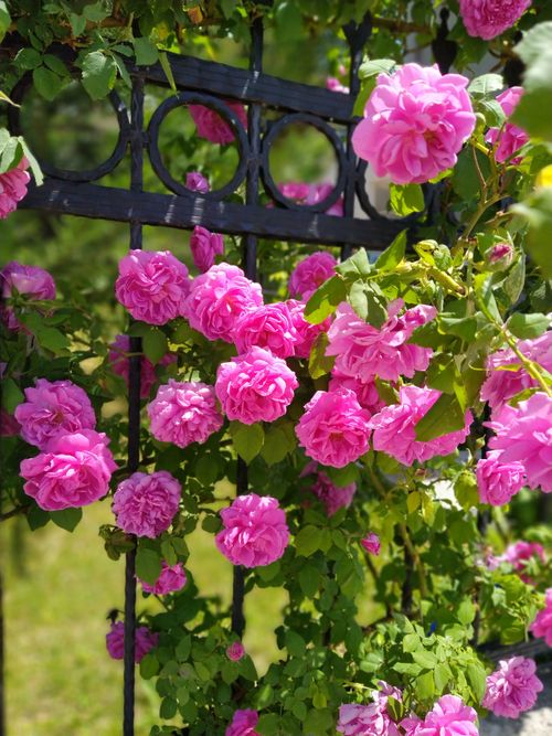 Free A stunning display of pink roses in full bloom climbing a metal fence, set against a lush green background. Stock Photo