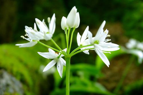 Free stock photo of edible, flora, flowers Stock Photo