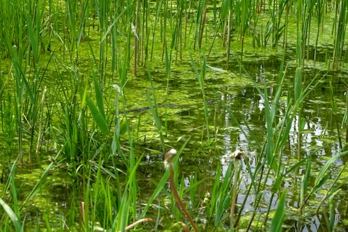 Free stock photo of after rain, algae, bog Stock Photo