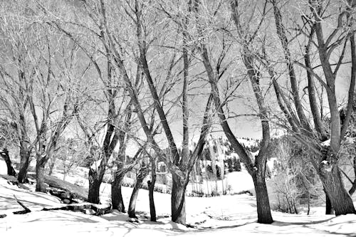 Grayscale Photo of Leafless Trees