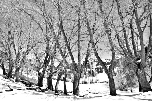 Free Serene winter landscape with leafless trees in black and white, capturing the essence of winter's tranquility. Stock Photo