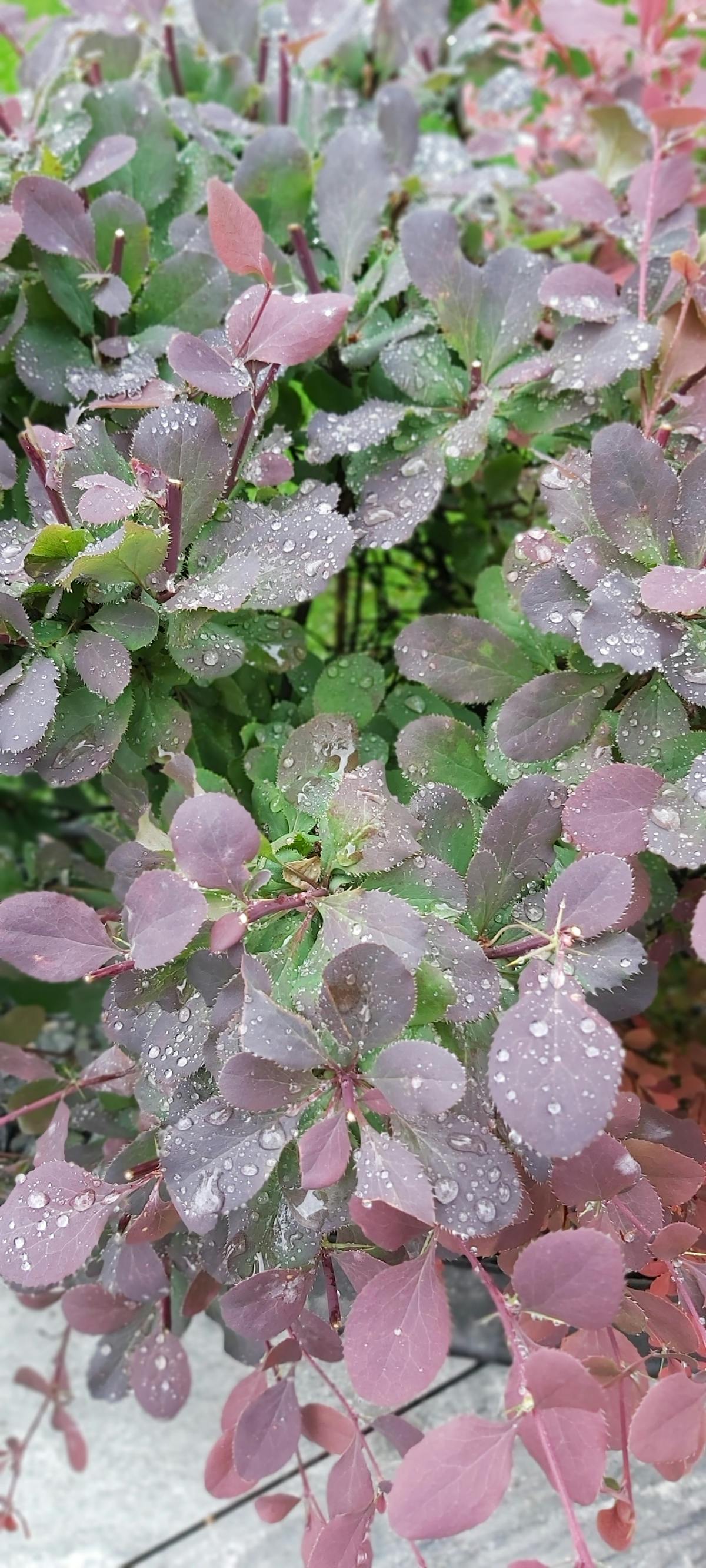 Process photo of frothing a mushroom latte with a handheld milk frother