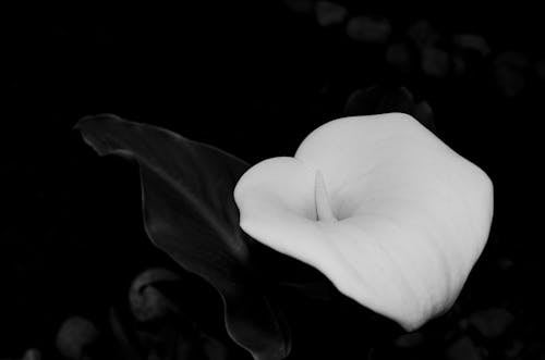 Calla Lily in Black and White