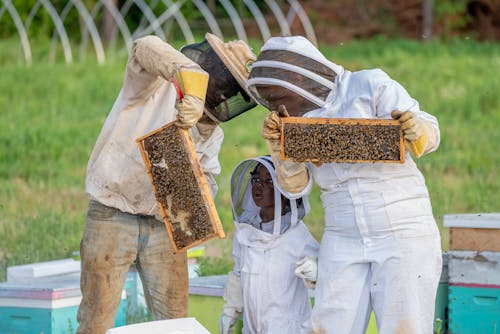 Foto profissional grátis de abelha, agbiopix, ao ar livre