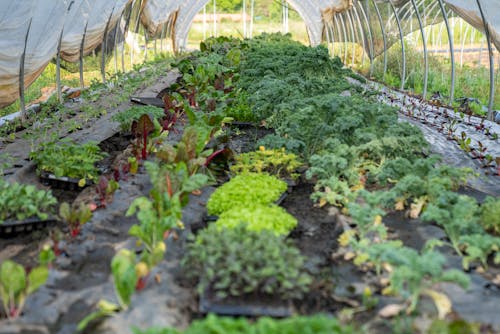 Free Green Plants on Brown Soil in Greenhouse Stock Photo