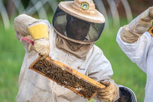 Free Man in White Protective Costume Holding Honeycombs Stock Photo