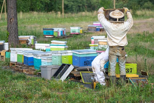 Foto profissional grátis de abelha, agbiopix, agricultura