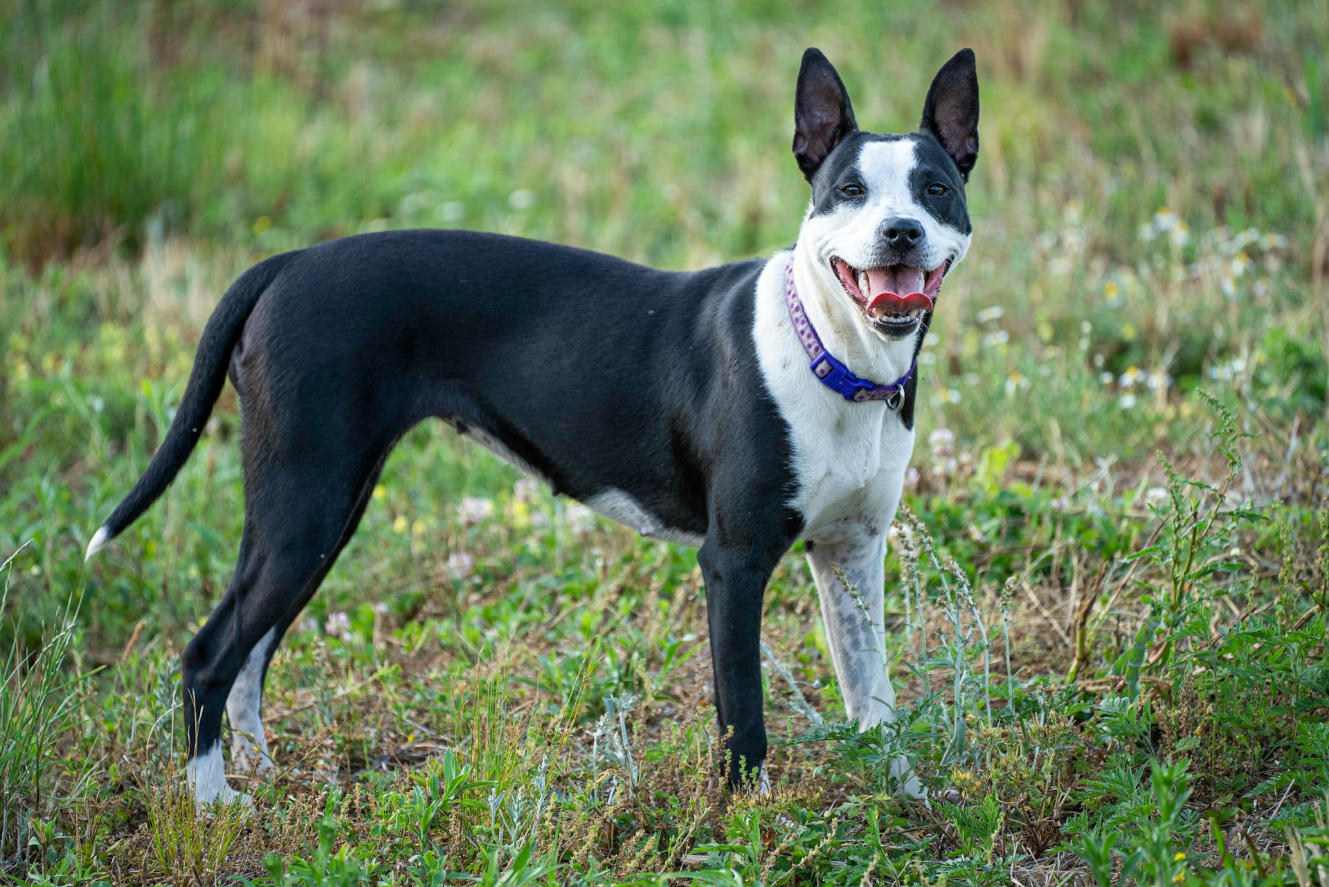 Black and White Dog with Blue Collar