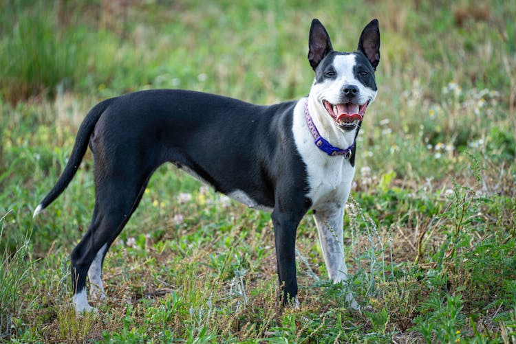 Black And White Dog With Blue Collar