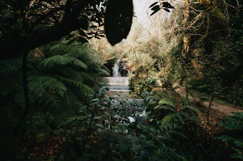 天性, 植物, 瀑布 的 免費圖庫相片