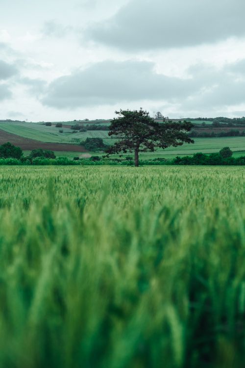 Free Serene landscape with a solitary tree amid vibrant green fields in rural Çatalca, İstanbul. Stock Photo
