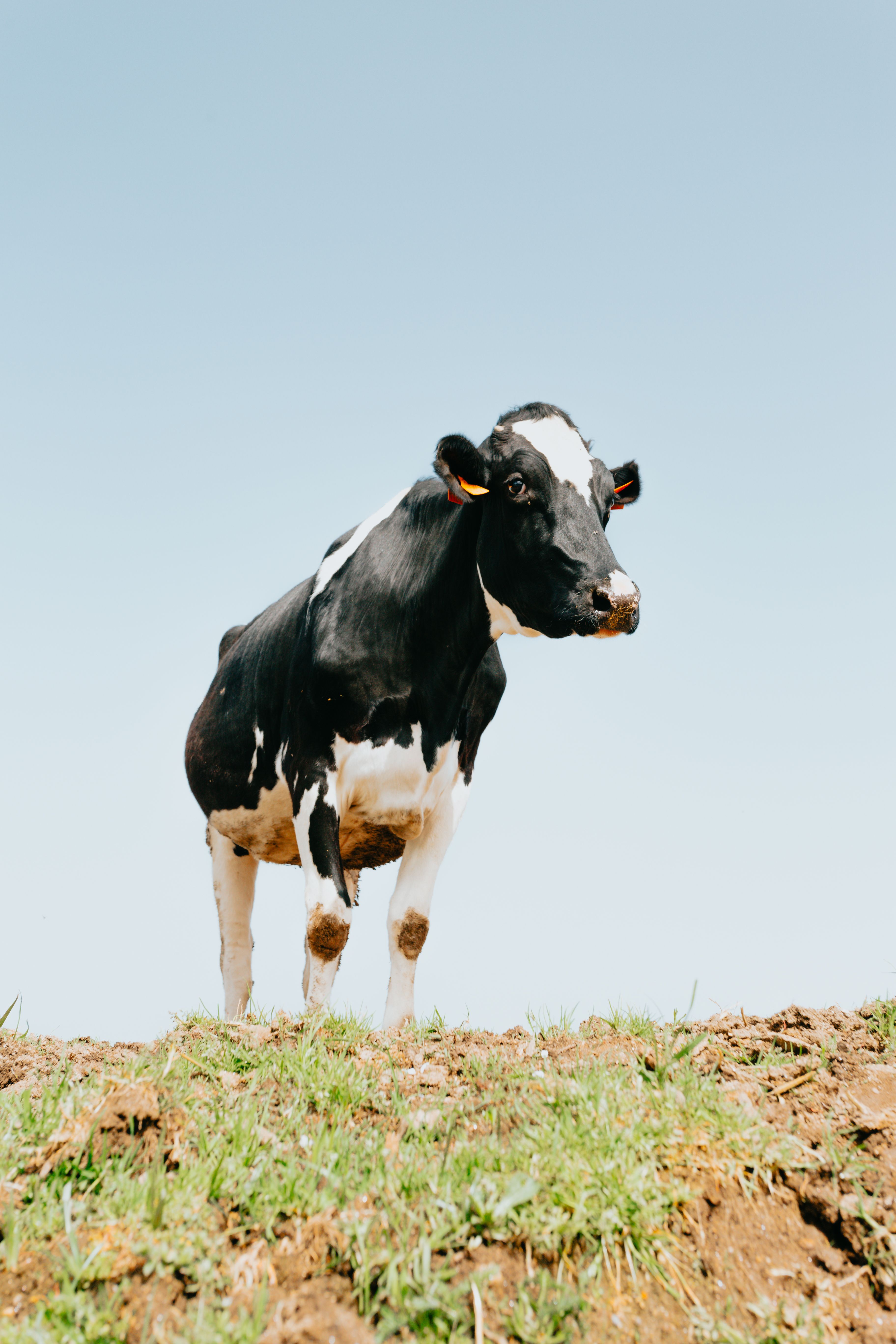A Cow Under the Blue Sky · Free Stock Photo