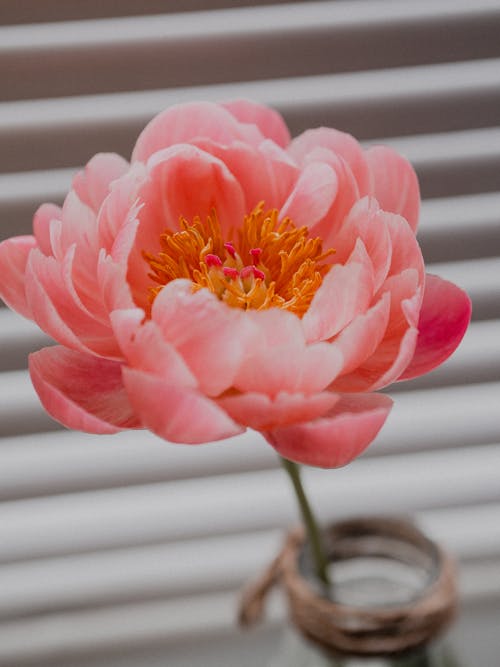 Blooming pink peony flower placed in vase in room