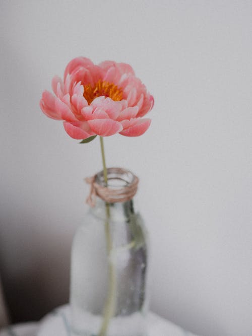 Pink peony flower placed in glass bottle on table in room