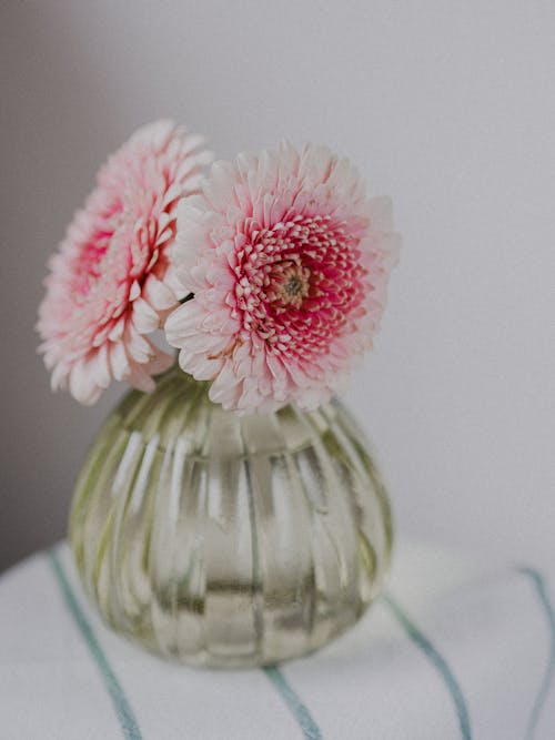 Blossoming aromatic pink gerbera flowers placed in stylish glass vase on table against light wall in room