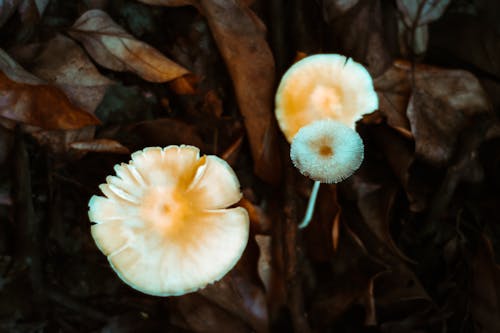 Free stock photo of mushrooms, nature