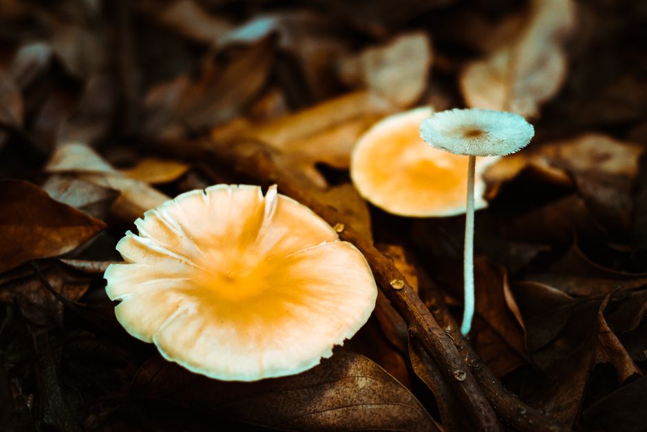 Detailed close-up of wild mushrooms growing on fallen leaves in a forest setting.