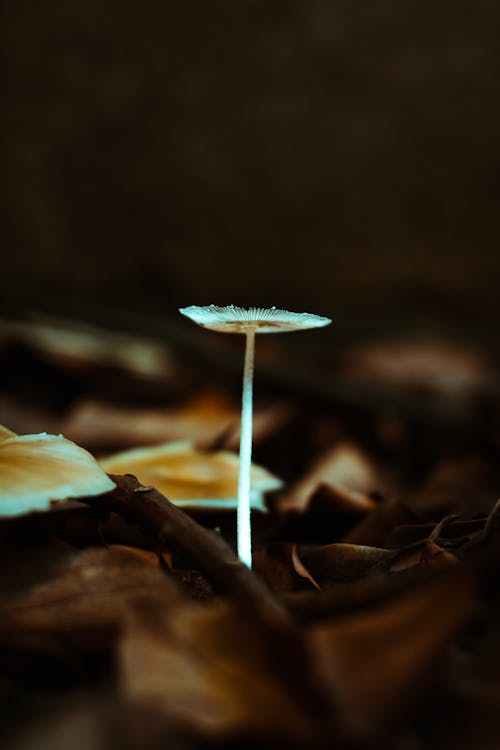 Free stock photo of mushrooms, nature
