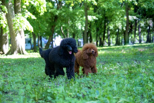 Black and Brown Dogs on Grass