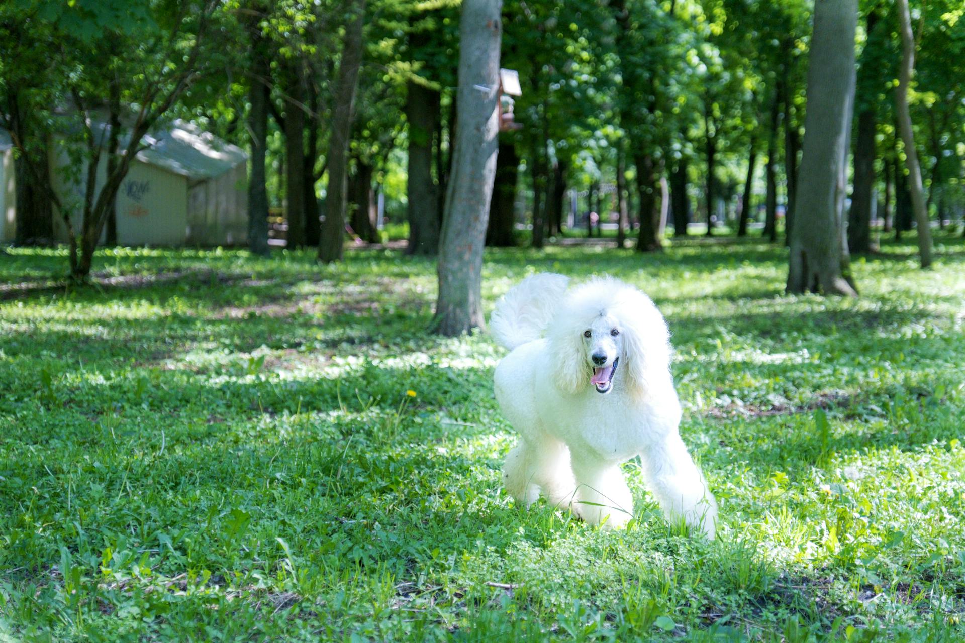 Un caniche adorable