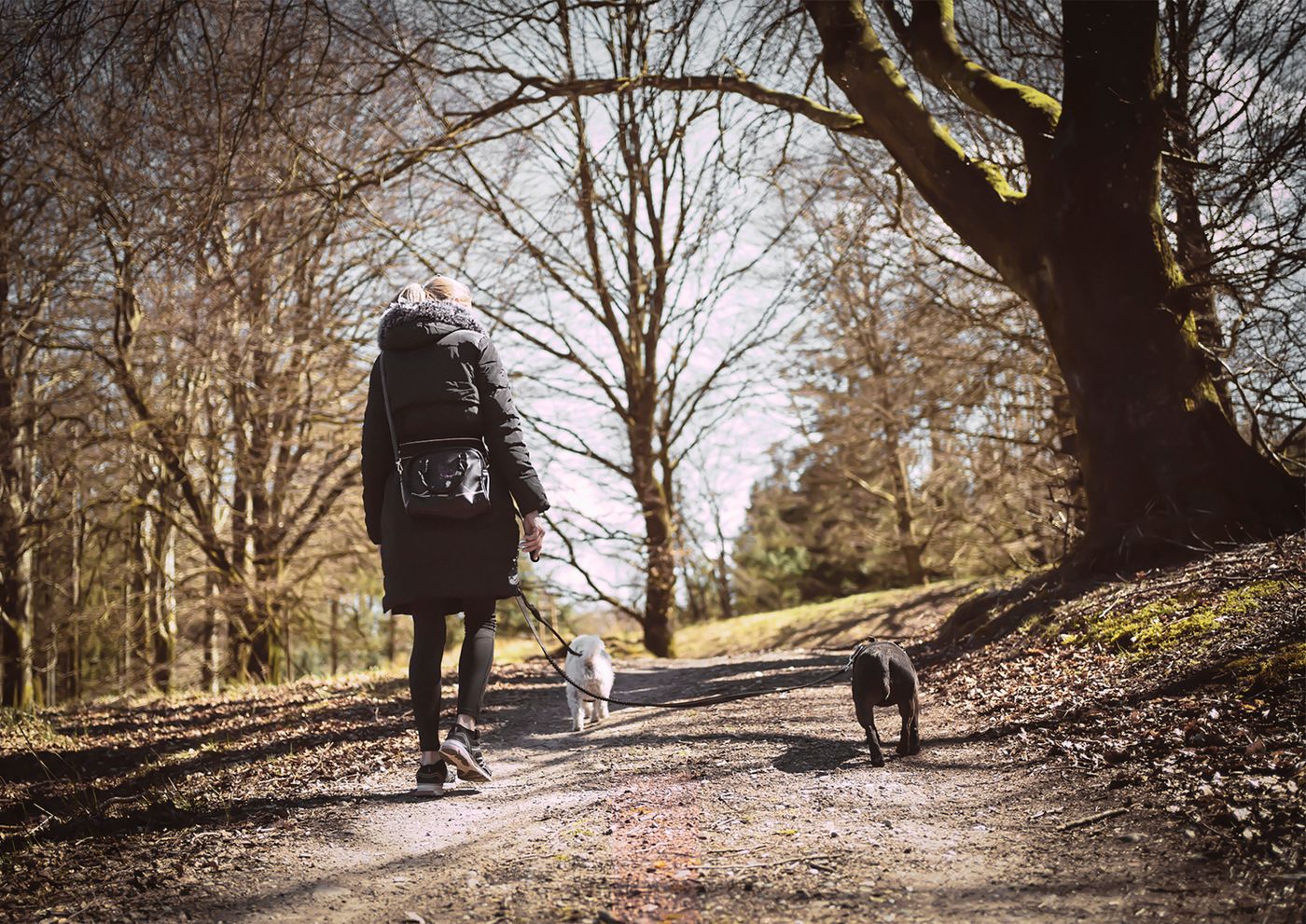 Woman walking two dogs together along a peaceful sunlit trail in a park