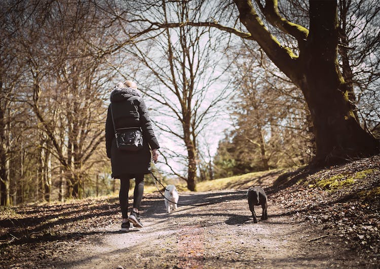 Woman Walking Dogs In Park