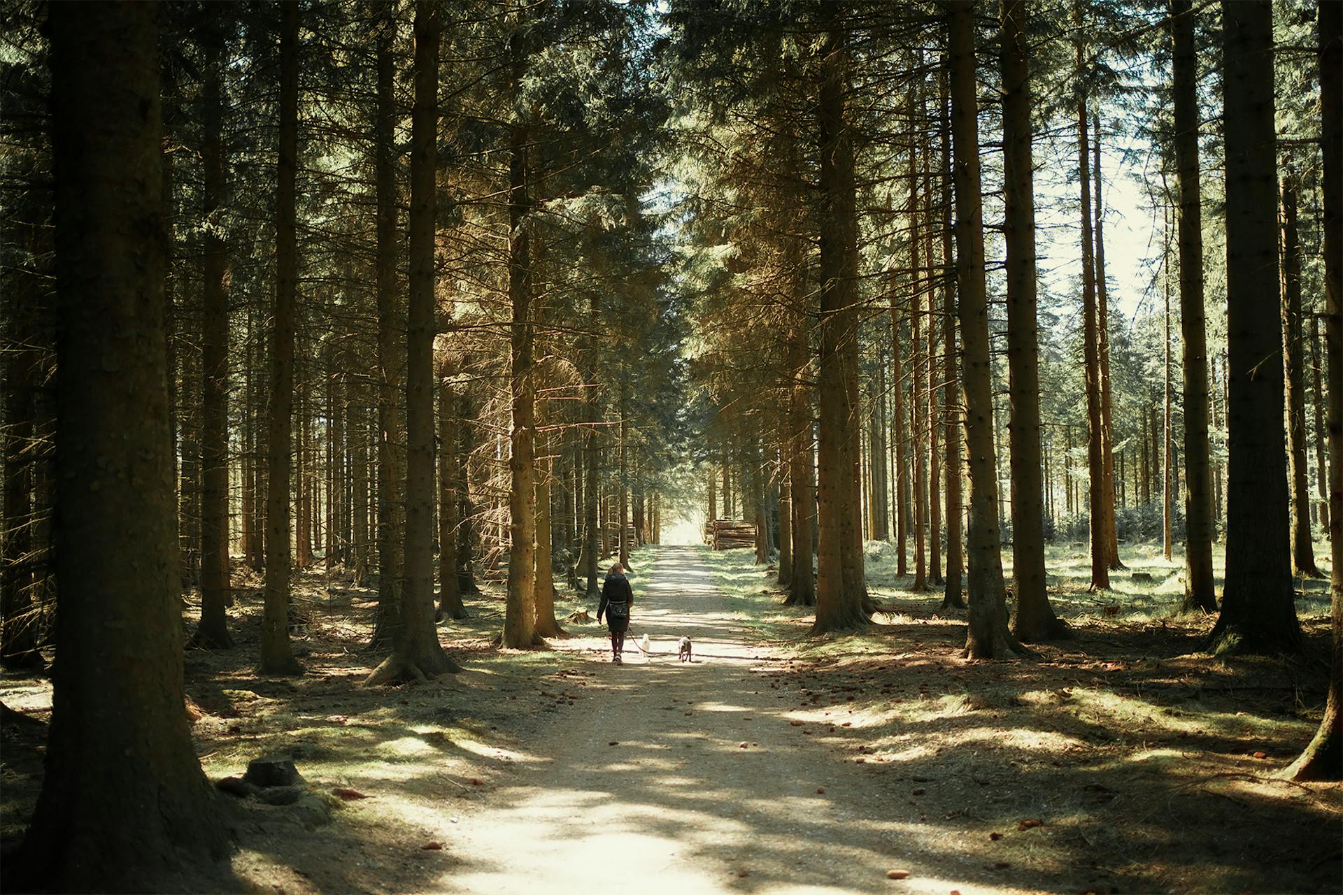 A Person Walking with Dogs in the Woods