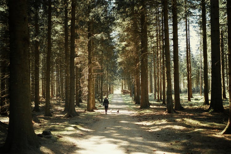 A Person Walking With Dogs In The Woods