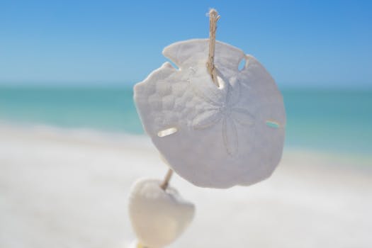 A close-up of a sand dollar on a sunny beach with turquoise water and blue sky in the background.