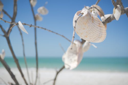 Free White Decorative Shells Stock Photo