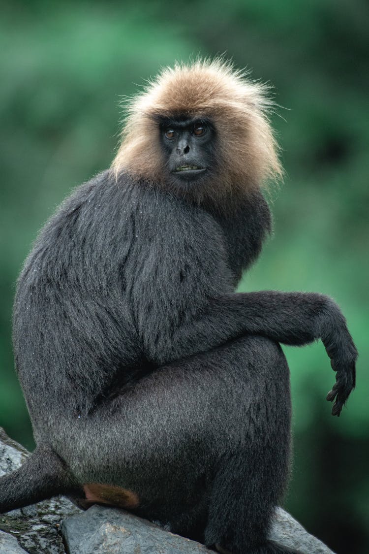 Close-up Photo Of Nilgiri Langur