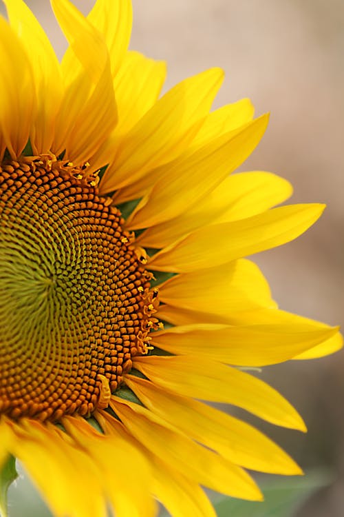 Beautiful Sunflower in Close Up Photography
