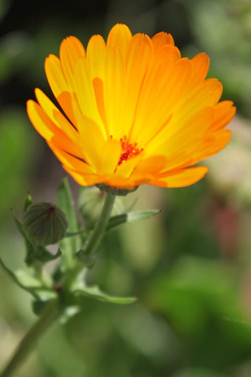 Gratis lagerfoto af blomsterblad