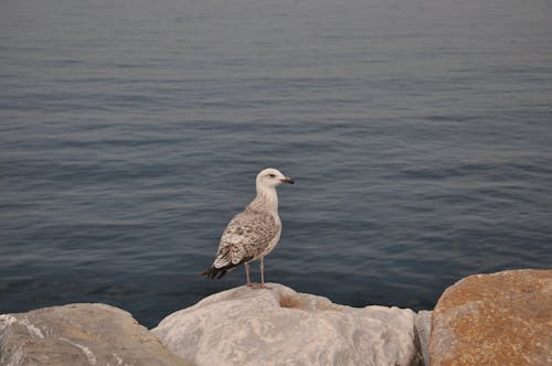 Free Seagull Perched on a Rock Stock Photo