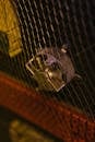 Black Bird in Black Cage