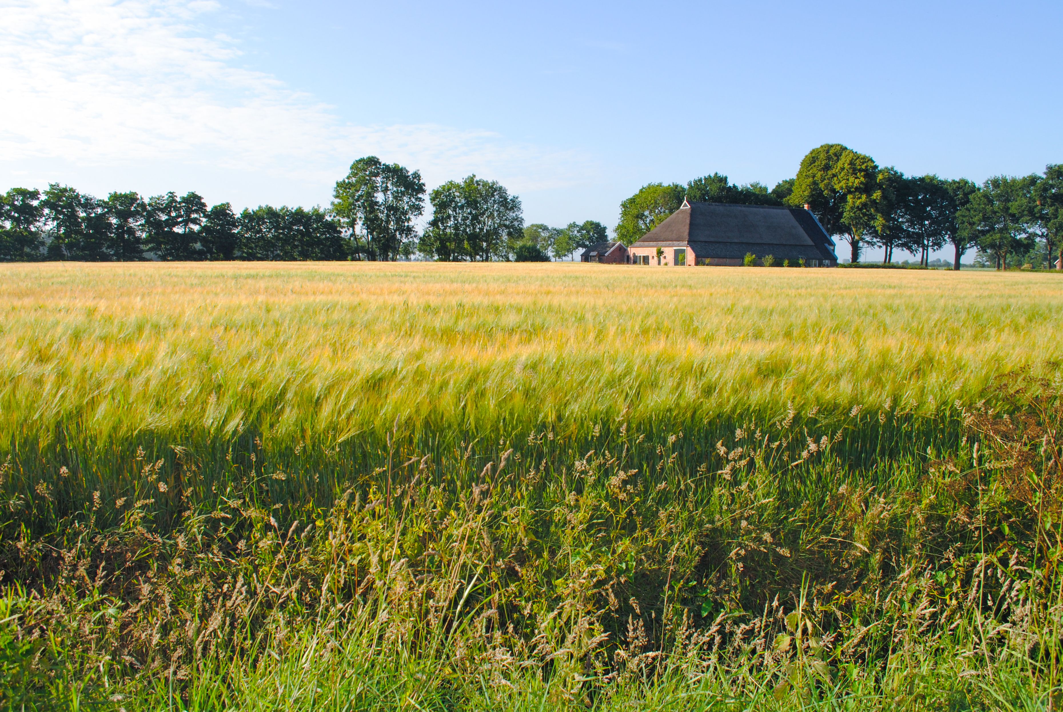 Kostenloses Foto zum Thema: acker, ackerland, außerorts