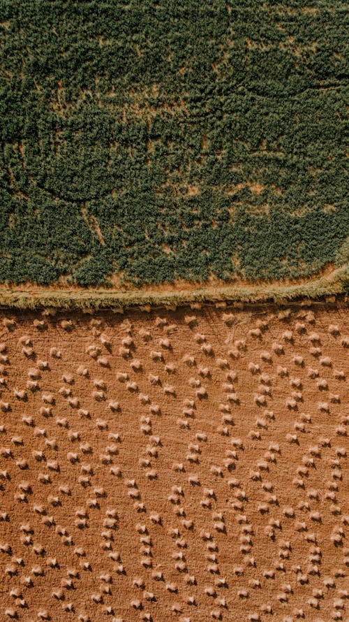 Drone top view of textured background of dry agricultural plantations with many stacks near lush green forest on sunny day