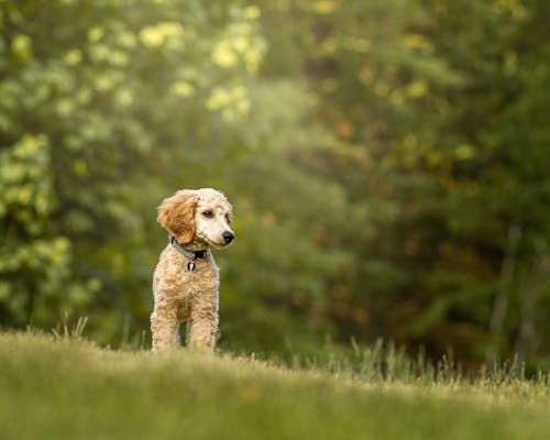 Free Furry Dog on Grass Stock Photo