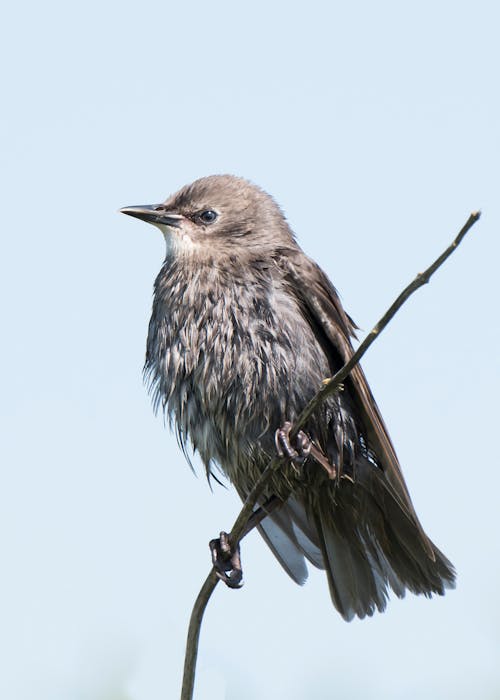 Black and Gray Bird on Tree Brunch