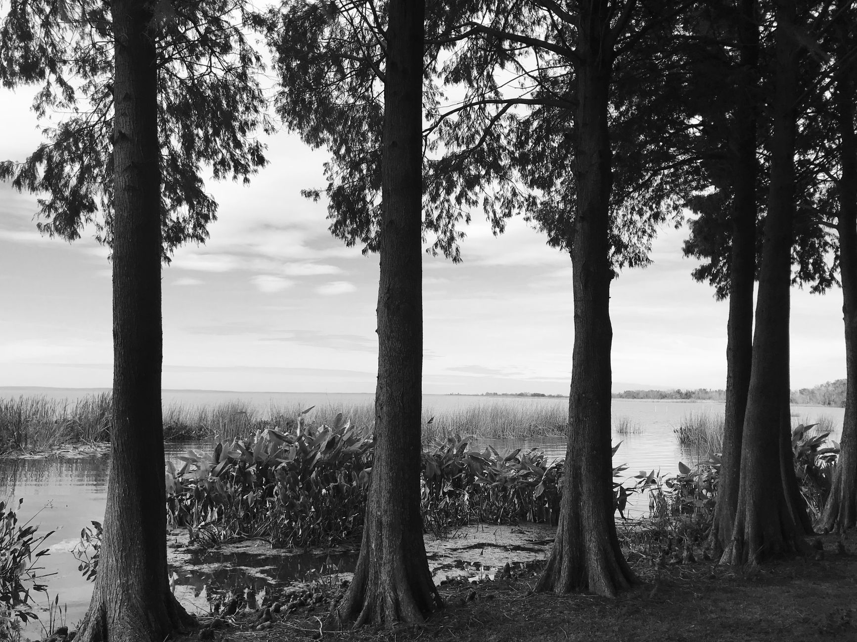 Captivating monochrome scene of trees lining the shoreline of a serene lake.