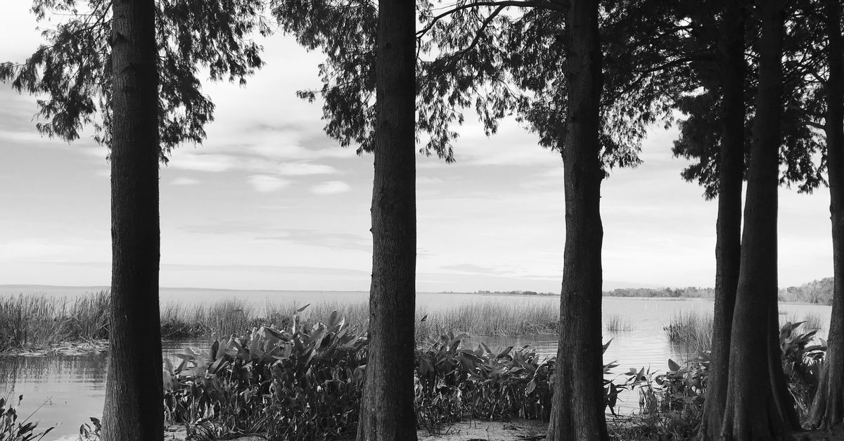 Captivating monochrome scene of trees lining the shoreline of a serene lake.