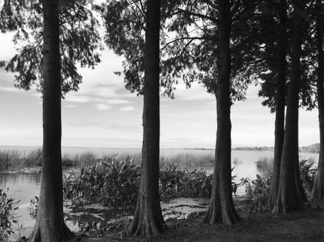 Grayscale Photo of Trees Near a Lake