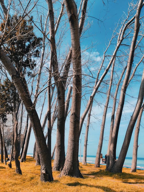 grátis Foto profissional grátis de ao ar livre, árvores nuas, céu azul Foto profissional
