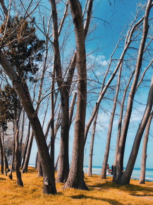 Free Tranquil scene of a forest with bare trees under a blue sky in Yalova, Türkiye. Stock Photo