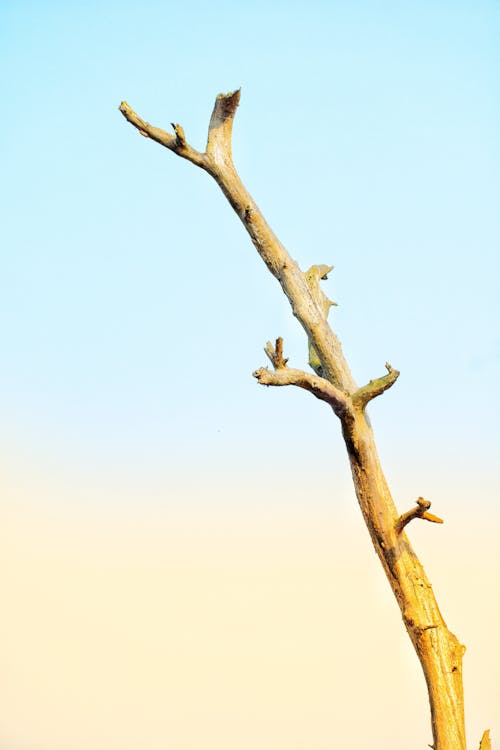 Free stock photo of blue skies, blue sky, branch