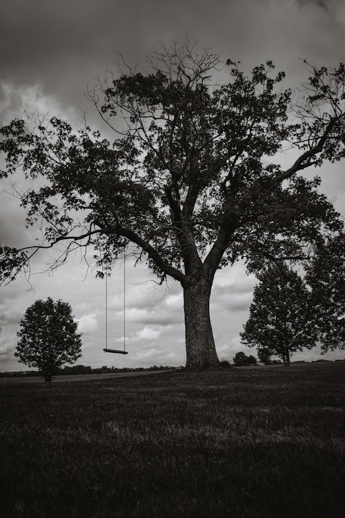 Безкоштовне стокове фото на тему «вертикальні постріл, гойдатися, дерево»